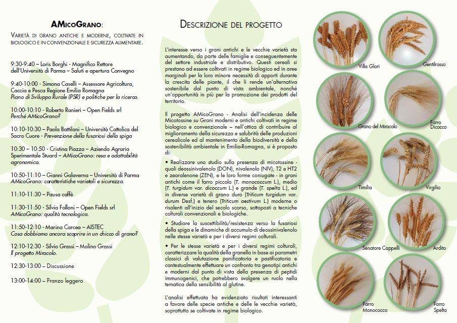 26 novembre convegno “AMicoGrano”: si parla di grani moderni e antichi