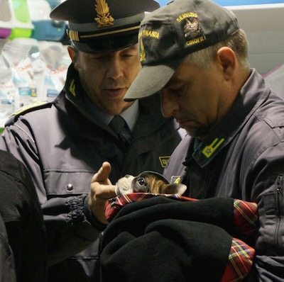Rimini, denunciata attività per frode del commercio e maltrattamento di animali
