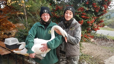 centro fauna, a campogalliano e a castelvetro salvati un cigno in strada e un tasso in una piscina