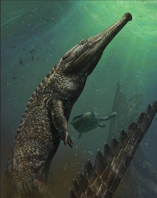 Il più grande coccodrillo marino sopravvisse all’estinzione del giurassico Machimosaurus reconstruction by Davide Bonadonna