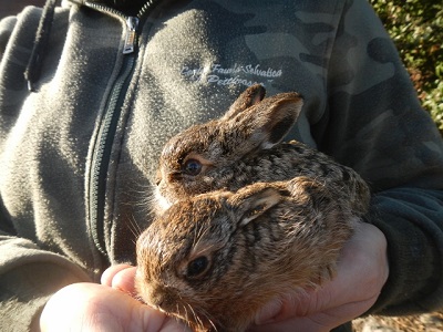 Centro fauna di Modena, curati nove leprotti feriti da cani e gatti Leprotti feb 2016