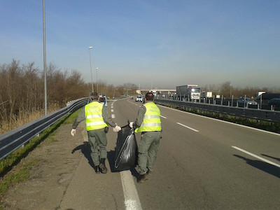 cinghiale travolto a Modena