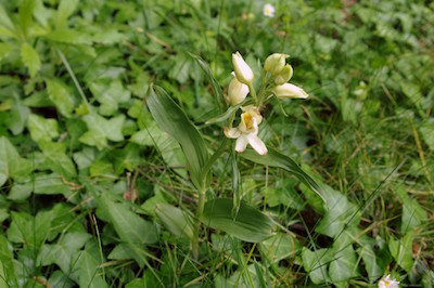 All’Orto Botanico di Unife la meravigliosa fioritura spontanea della Cefalantera bianca Cephalanthera_damasonium