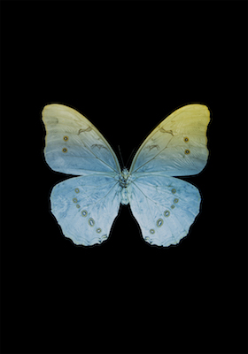 A Bologna Enlightening Surfaces Enlightening Surfaces