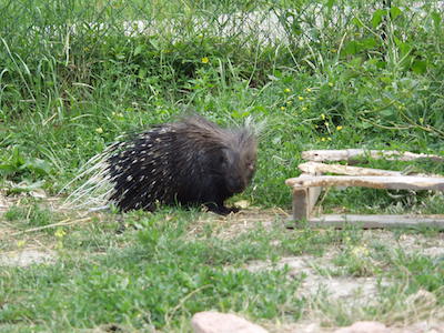 Prignano, istrici catturati sugli argini saranno liberati nel bosco istrice