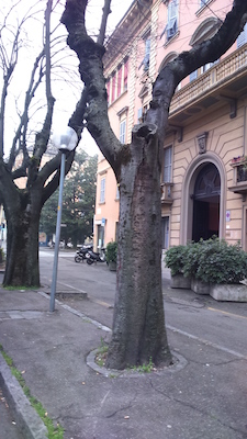 caduti in guerra-celtis australis