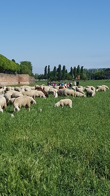 In partenza il gregge di pecore che per un mese ha pascolato nel sottomura di Ferrara