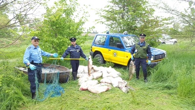 Ferrara, recuperata una tonnellata di pesce pescato illegalmente pesca frodo