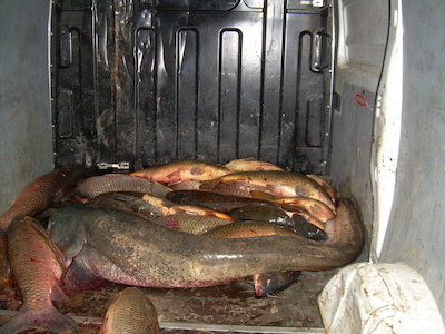 Tutte le associazioni di pesca unite contro il bracconaggio