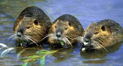 nutria