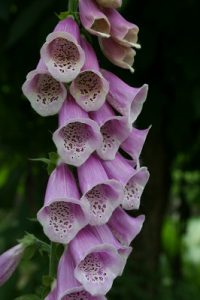 Digitalis purpurea