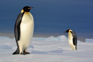 Emperor_IPEV_PetitFabien_2