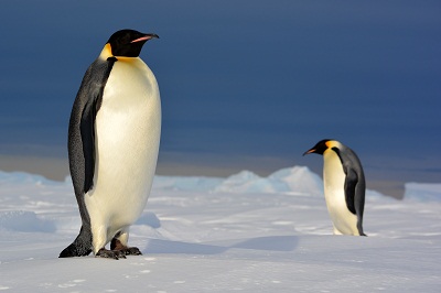 Emperor_IPEV_PetitFabien_2