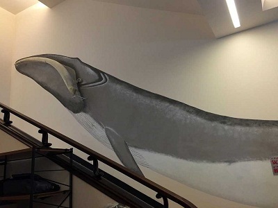 Ferrara, Visite guidate alla mostra ‘Pesci? No, grazie, siamo Mammiferi’ foto mostra