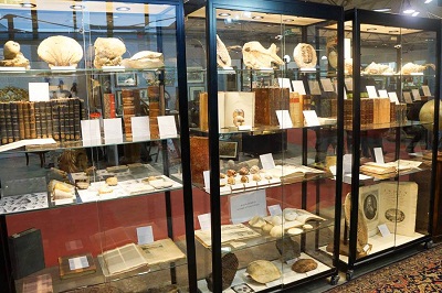 Fino a domenica 18 la Wunderkammer a Cesena Fiera magnifica-naturalia