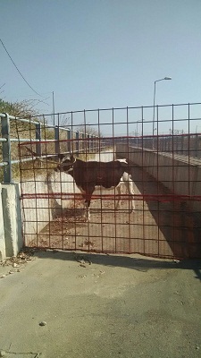 vitella-abbandonata-1