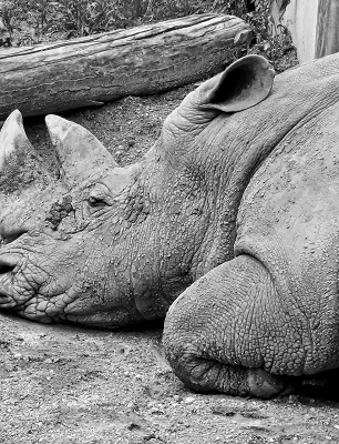 “Crimine selvaggio”: due incontri per dire no al bracconaggio crimine-selvaggio-rhino