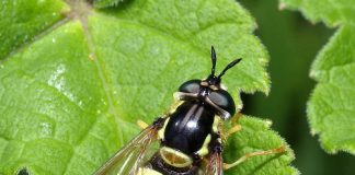 chrysotoxum-cautum-by-steven-falck