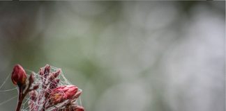 Ferrara: “Attimi di Pianura” del fotografo bolognese Fabio Grandi in mostra al MAF 6-attimi-di-pianura-rugiada-tra-i-fiori-fabio-grandi-foto