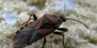 Cimice dell’olmo, i comportamenti per difendersi dagli attacchi dell’insetto cimice_2_1