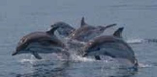 delfini