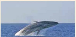 foto-nino-pierantonio