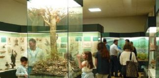 Visite guidate gratuite al Museo di Storia Naturale di Ferrara con i volontari in Servizio Civile interno-museo-storia-naturale