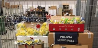 8 marzo, commercio abusivo di mimose a Bologna foto-1-mimose
