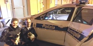 Mendicava con due cuccioli di quattro mesi in Piazza Maggiore, beccato dai vigili vigili-cuccioli