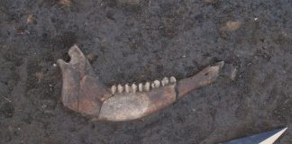 Mandibola bovina delleta del bronzo dalla terramara di baggiovara-scavo 2013