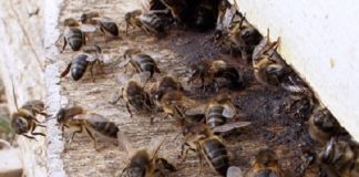 apis mellifera intermissa (2)