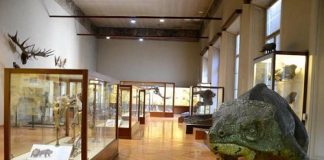 museo-di-storia-naturale-ferrara-teche
