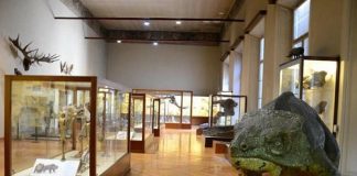 Domani alla scoperta della scienza con le visite guidate gratuite nel Museo di storia naturale museo-di-storia-naturale-ferrara-teche