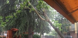 Forte vento a Modena, sradicato un albero ma nessun danno albero sradicato-1