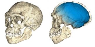 Unibo. Il primo della nostra specie: ecco i più antichi fossili di Homo sapiens mai trovati Homo sapiens 2