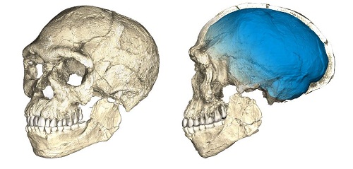 Homo sapiens 2
