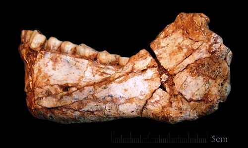 Homo sapiens 3