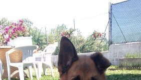 Rimini: Zeus, cane buono, cerca casa zeus