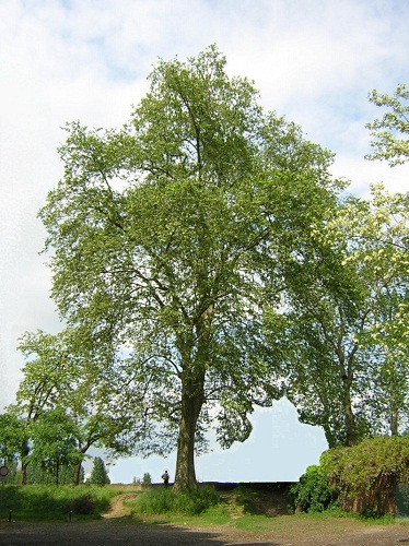 Foto 1 platano del Montagnone