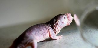 Talpa nuda - Photo credit Gerd Birkenmeier