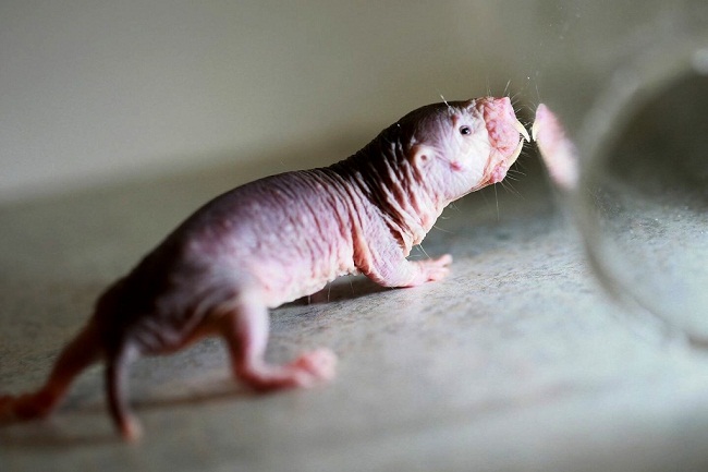 Talpa nuda - Photo credit Gerd Birkenmeier