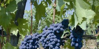 CESAC, procede bene la vendemmia 01