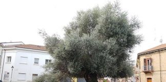 Rimini: maltempo, diverse piante e rami danneggiati dal forte vento Olivo Plebiscito