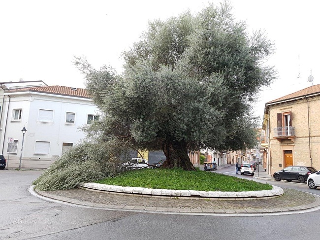 Olivo Plebiscito