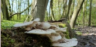 Ferrara: una giornata di scoperte e ricerche al Bosco di Porporana FUNGHI
