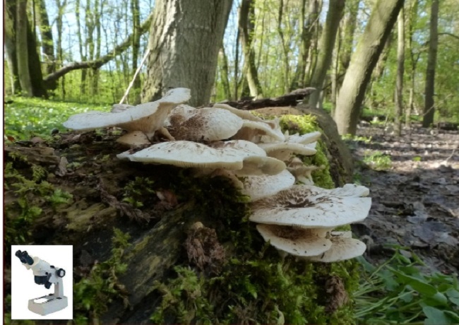 FUNGHI