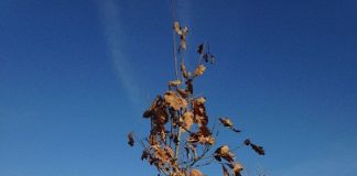 Marano-festa-albero