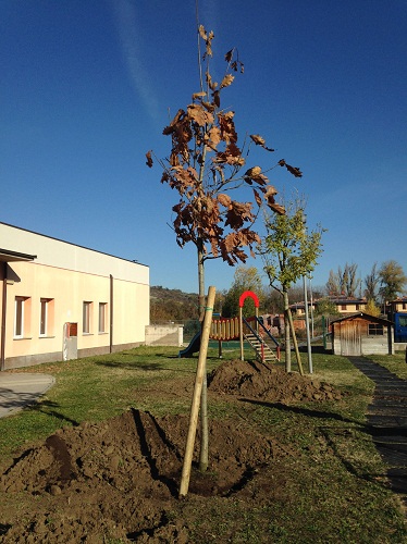 Marano-festa-albero