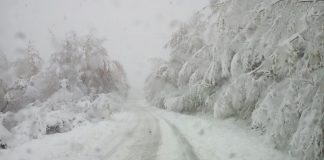 Provincia di Reggio Emilia: Neve molto pesante, disagi un po’ in tutta la montagna a causa degli alberi Sp15Ventasso