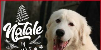 nataleincanile1